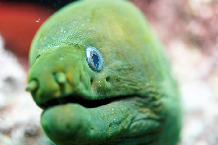 san carlos green moray eel
