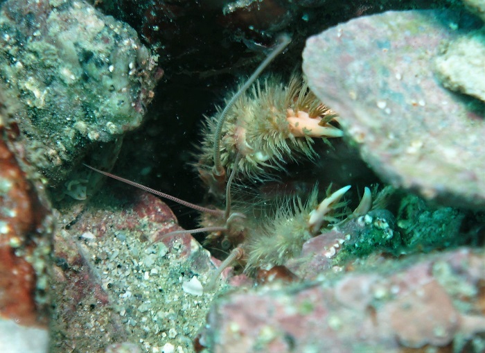 san carlos hairy ghost shrimp