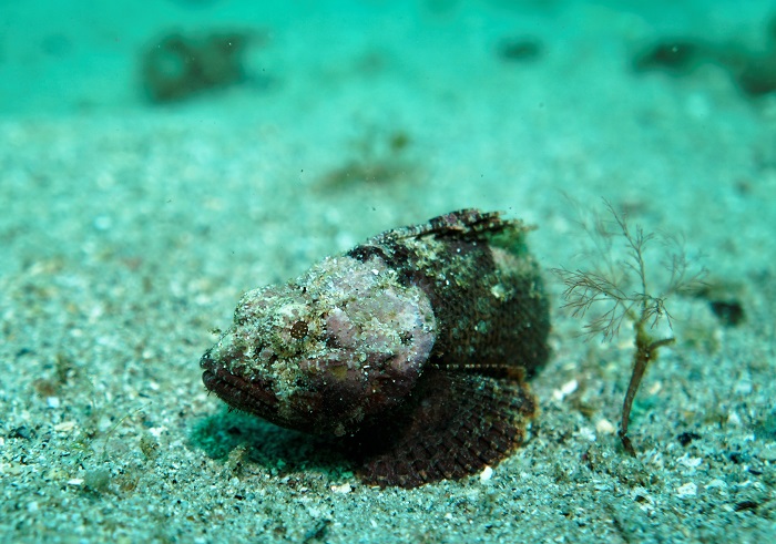 san carlos juvenile scorpionfish