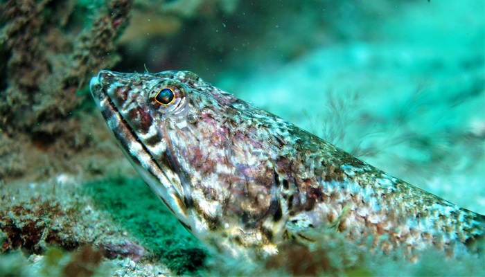 san carlos lizardfish
