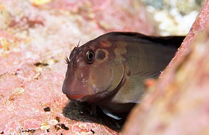 panamic fanged blenny