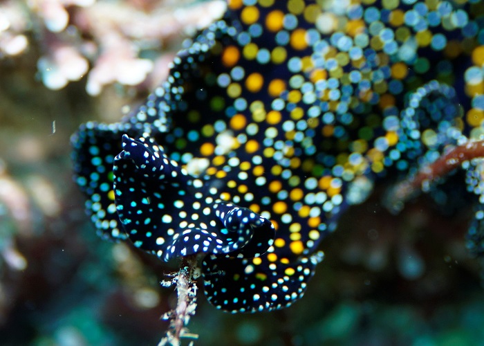 speckled flatworm