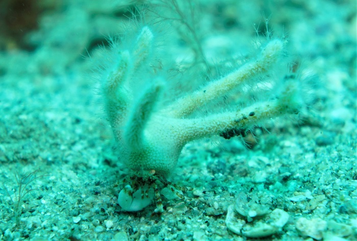 staghorn coral crab