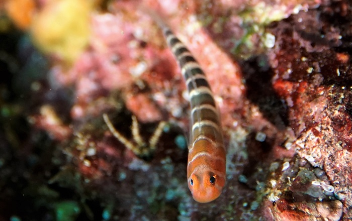 widebanded cleaner goby