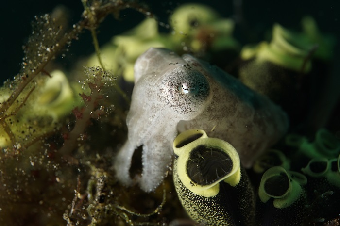 lembeh cuttlefish