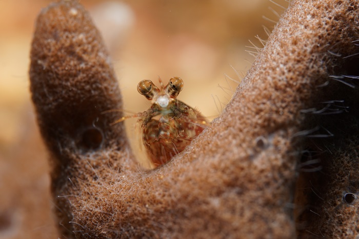 lembeh mantis shrimp