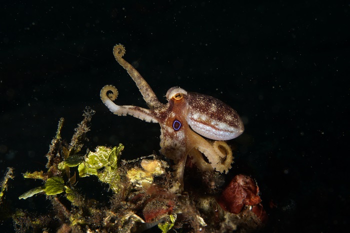 lembeh mototi octopus