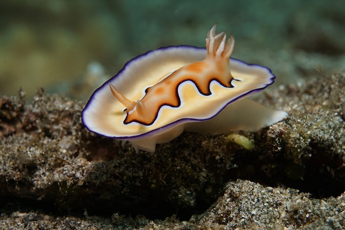 lembeh nudibranch