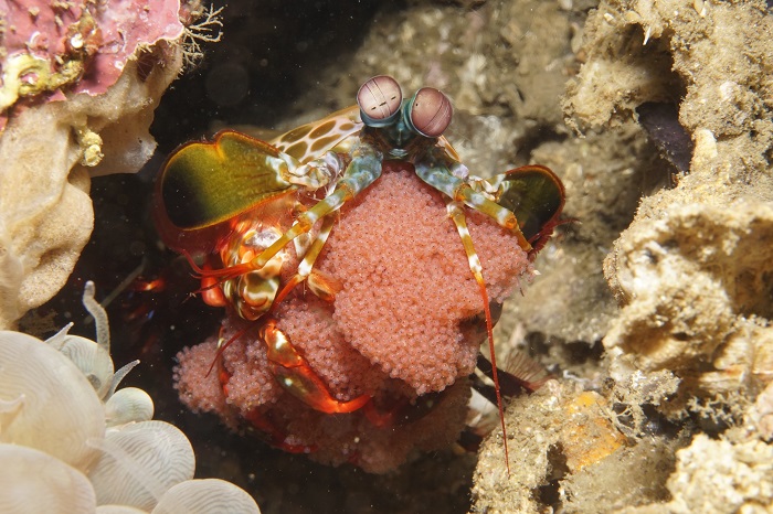 lembeh peacock mantis shrim eggs