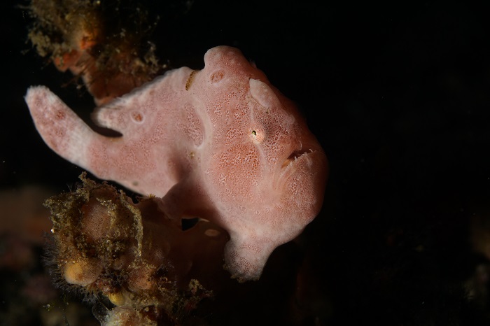lembeh pink frogfish