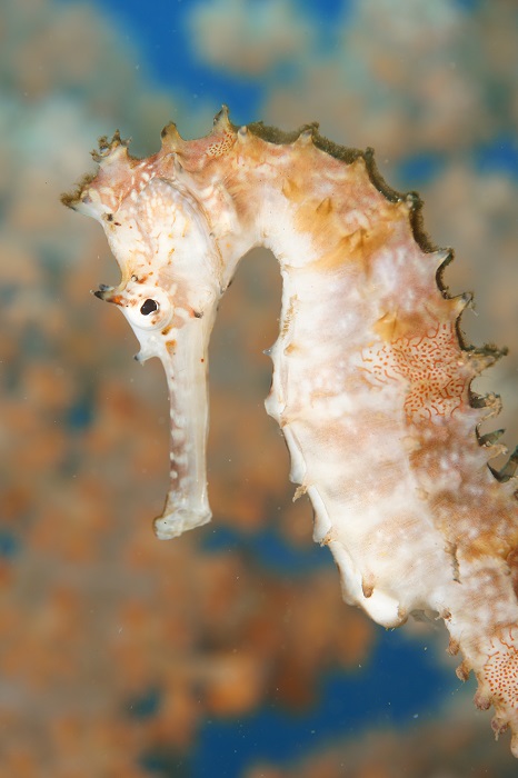 lembeh thorny seahorse