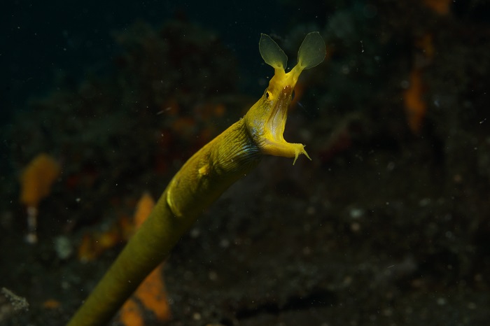 lembeh yellow ribbon eel