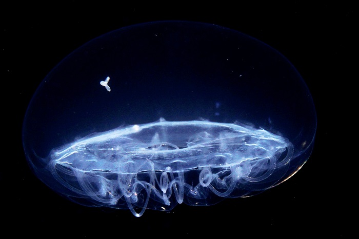 kona hawaii blackwater jellyfish