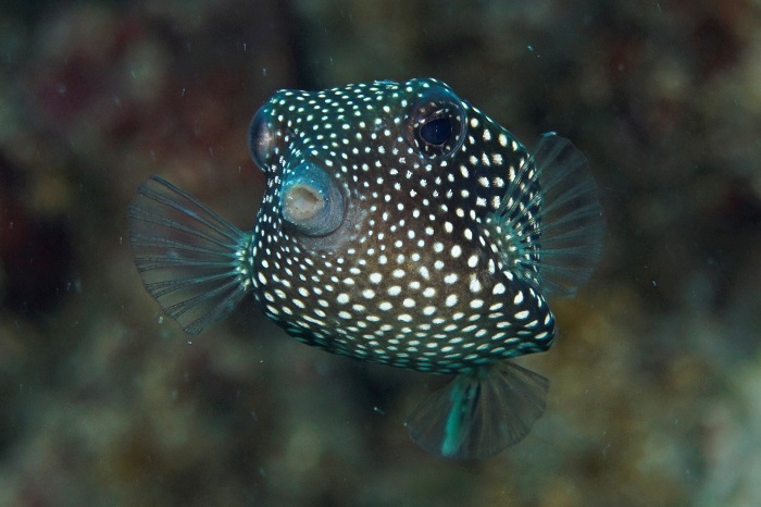 kona boxfish