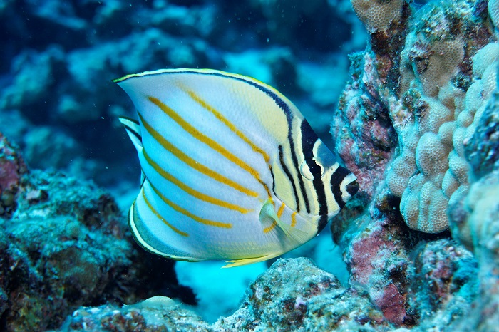 hawaii butterflyfish
