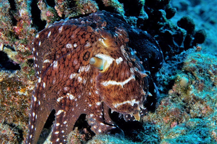 kona hawaii octopus
