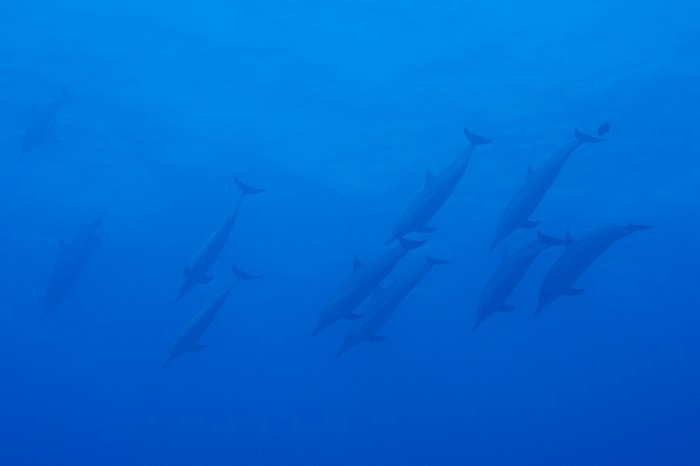 Kona spinner dolphins underwater