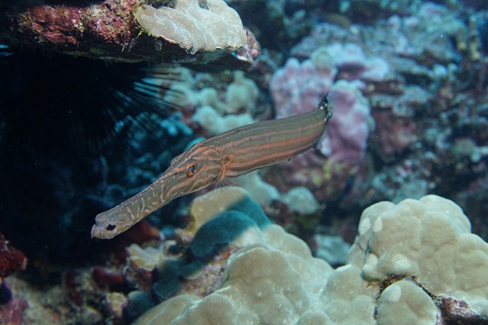 kona trumpetfish