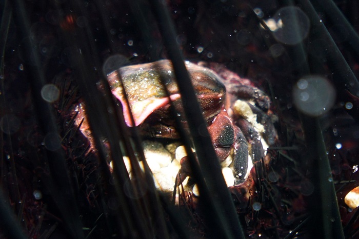 sea urchin crab kona closeup