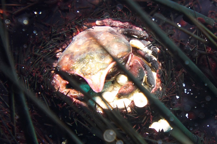 sea urchin crab kona hawaii