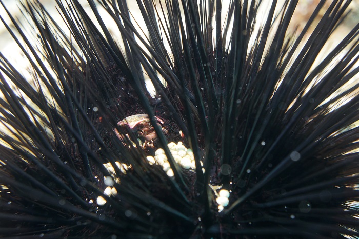 kona hawaii sea urchin crab