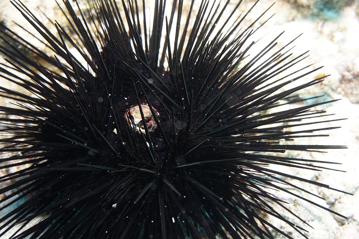 hawaii urchin crab