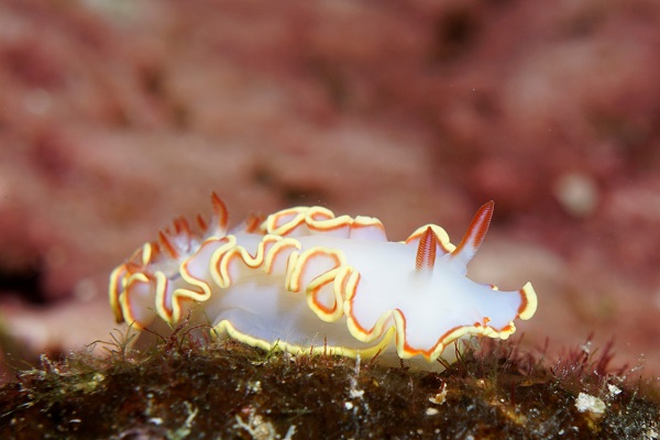 key largo nudibranch