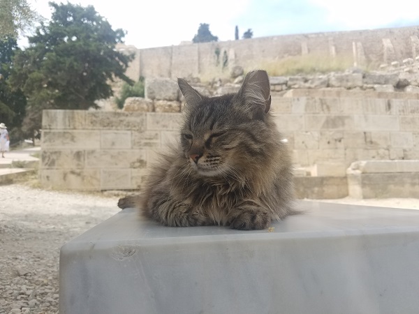 acropolis cat