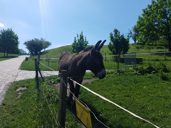 donkey devin castle bratislava