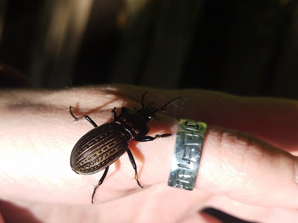devin castle copper beetle bratislava