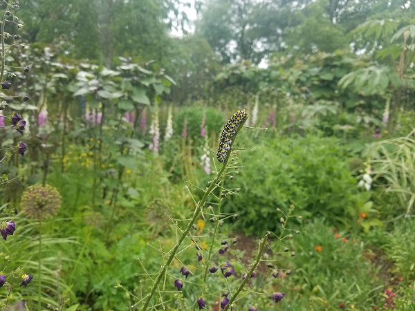 oxford botanic garden caterpillar