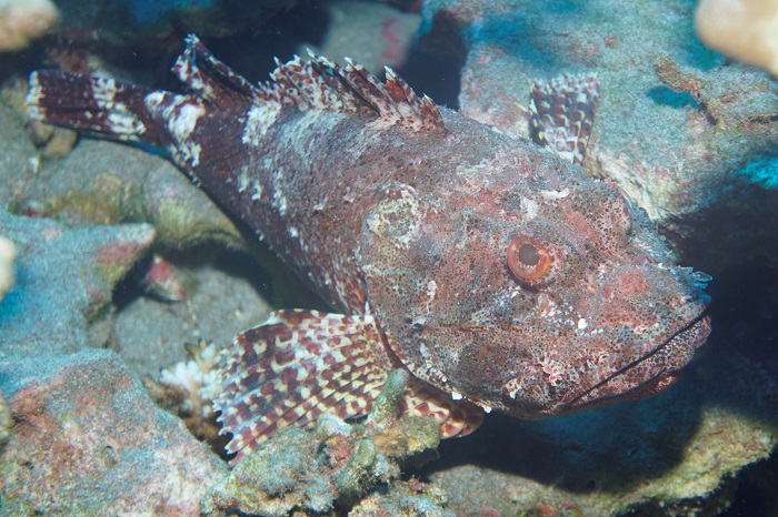 easter island scorpionfish
