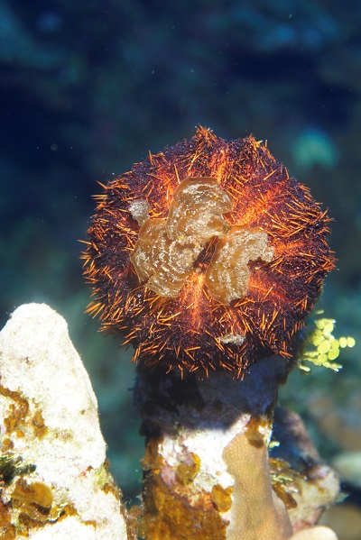 easter island sea urchin