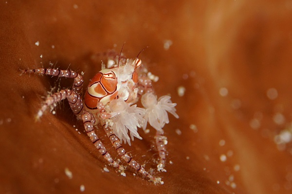 bangka boxer crab