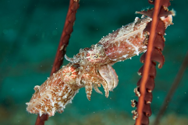 bangka cuttlefish mating