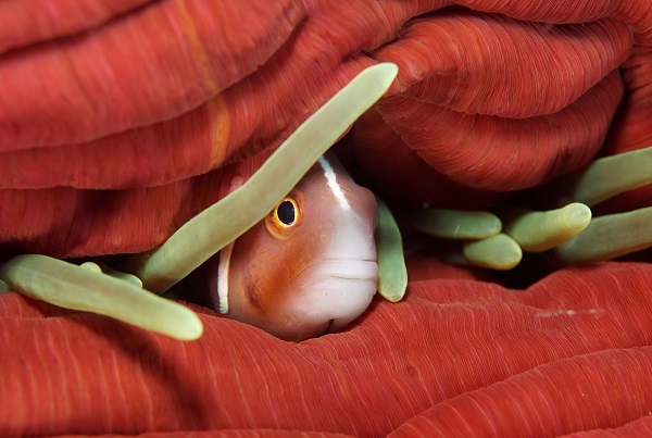 bangka pink anemonefish