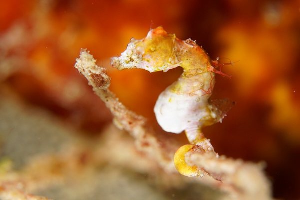 bangka pygmy seahorse