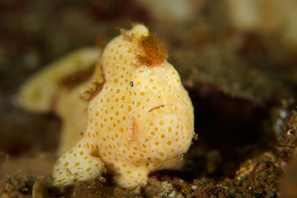 lembeh frogfish