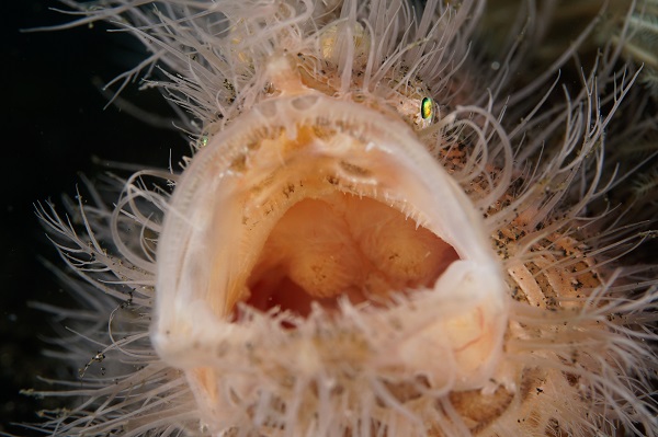 lembeh yawning hairy frogfish