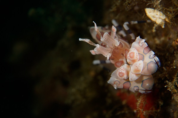 lembeh harlequin shrimp
