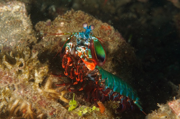 lembeh peacock mantis shrimp