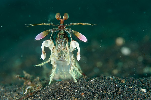 lembeh pink eared mantis shrimp