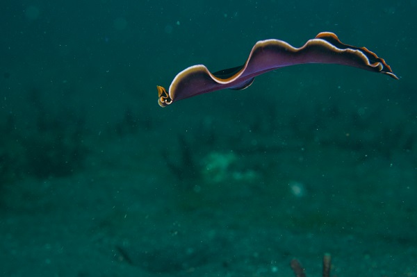 lembeh swimming flatworm
