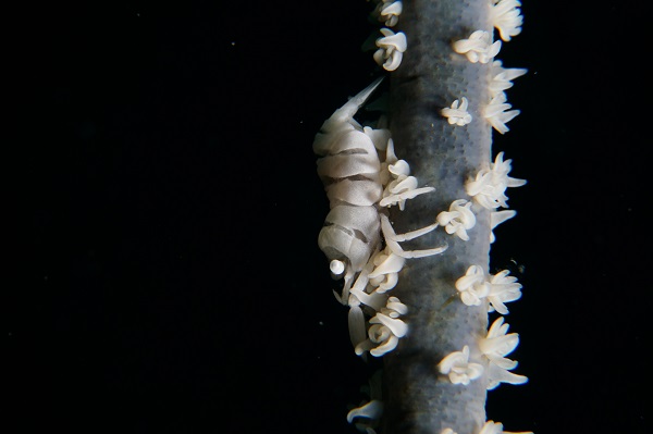 lembeh whip coral shrimp