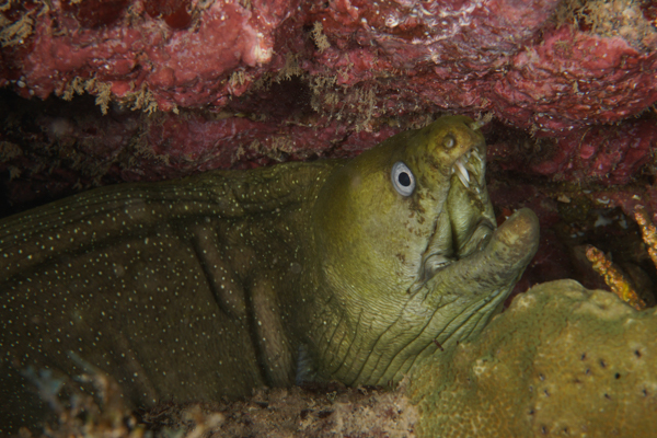 san carlos mexico green moray eel