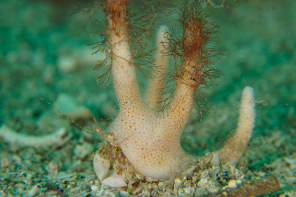 staghorn coral crab san carlos
