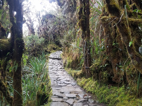 inca trail jungle