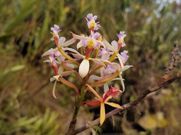 inca trail orchids