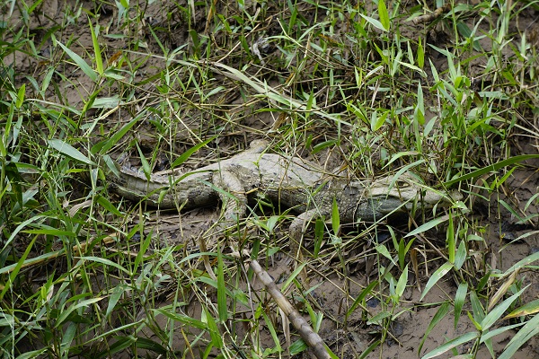 tambopata white caiman