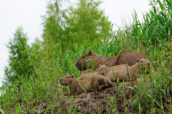 capybara family tambopata